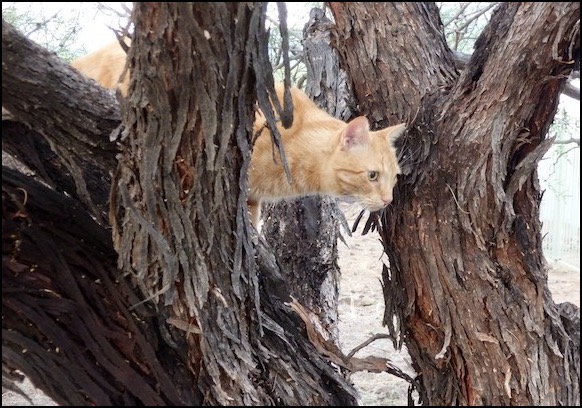 Orange tabby cat in mesquite tree